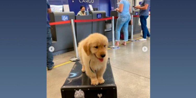 Latam Nega Maus Tratos A Cachorro Que Morreu Ap S Voo Entre S O Paulo E